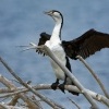 Kormoran pestry - Phalacrocorax varius - Pied Shag - karuhiruhi 4227